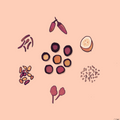 herbs + spices